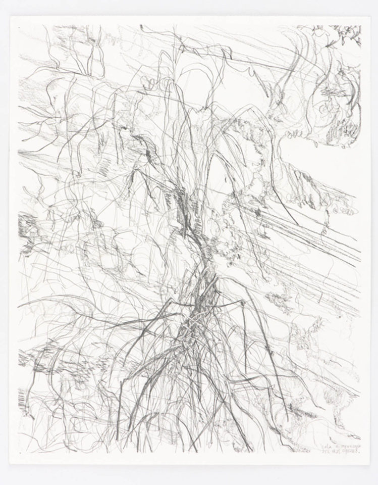 Emmy Bergsma Oleander and lightlines 30 x 40 cm grafiet op papier